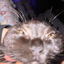 Sabrinvip avatar