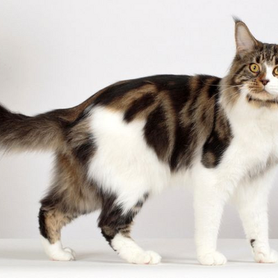 @I-LIKE-CATZ