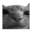 yourlocalraccoonReal avatar