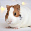 hamsty avatar