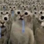 TheDroolingCats avatar