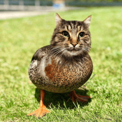 @Quacmeow