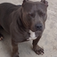 TuChucho_Doggo avatar