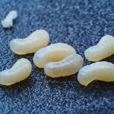@larva_insects_ant_larp_