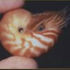 nautilux avatar