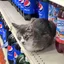 lowercaseHAZARD avatar