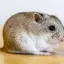 Hamster_games avatar