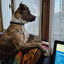 my-dog-is-cute avatar