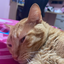 fun-cats avatar