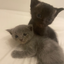 Larry-and-Bugatti avatar