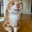 kit_kat-cat avatar