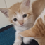 buddydonttakemycookie avatar
