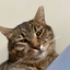 gokgokce avatar