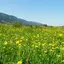 -Meadow9012- avatar