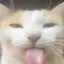 Meowguy2020 avatar