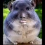 Brud_140 avatar