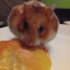 SigmaPuszinTheHamster69 avatar