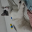 catewtyu avatar