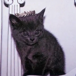 @cats_are_kewl