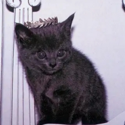 @cats_are_kewl