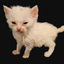 YoThaylan avatar