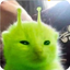 cat_ash avatar