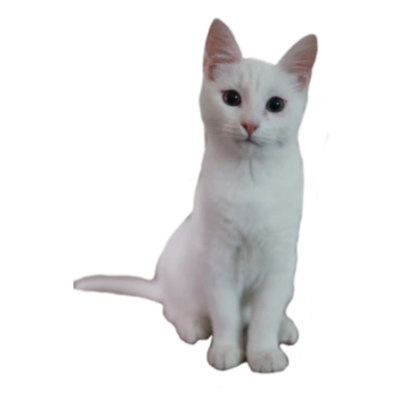 @elgatito15