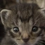 kittencutepaws2 avatar