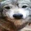 Silly_Sara avatar