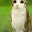 Meowl_The_Owl_Cat avatar