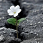 OFFLINE4EVERPurple_H_a_t avatar