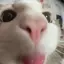 Mycatsaccount avatar