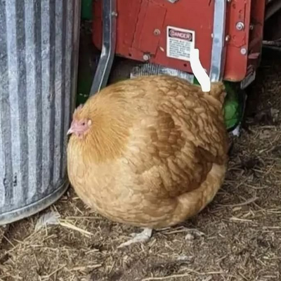 @the_one_and_only_chicken