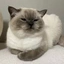 hyma_cat_yeah avatar