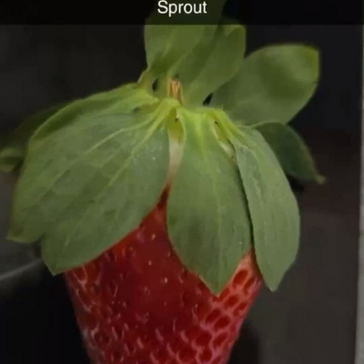 @SpriteFan