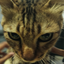 rrrrrrrrawr avatar