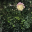 Ready_130 avatar