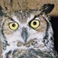HootTootOwllover avatar