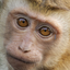 monke-fan avatar
