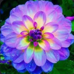 @purplegirly_and_cathat