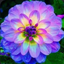 purplegirly_and_cathat avatar