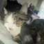 cats__plays avatar