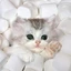 Cat_In_Marshmellow avatar