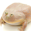 Froggers_guy avatar