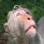 monkegamez avatar