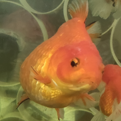@gold_fishy