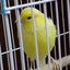 someonestole_mycandy avatar