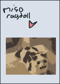 Miso ragdoll