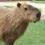 capybara123 avatar