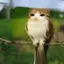 meep-mee avatar